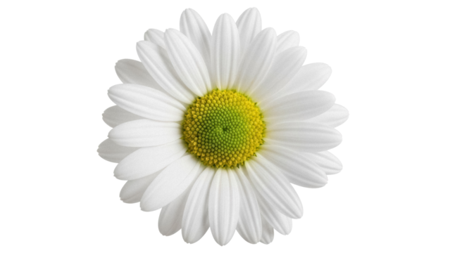 Beautiful daisy flower isolated PNG on transparent background, fresh spring blossom with white petals and yellow center for design elements
