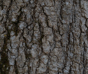Textured photo of tree bark for background use