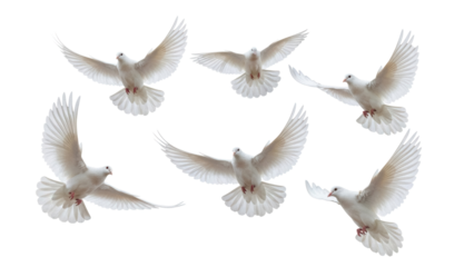 Flock of white doves flying PNG isolated on transparent background, symbol of peace and freedom for wedding and religious design