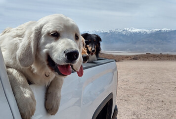 Road trip with dogs crew. Three beautiful pups travel the world in the open car trunk. Three beautiful pups—each with their own charm, —ride along like the happiest road-trip crew you could imagine.  © Oksana