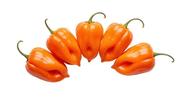 Vibrant orange habanero peppers isolated PNG, hot chili peppers on transparent background for spicy food and cooking concepts
