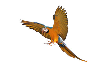 Colorful flying Blue and Gold Macaw parrot isolated on transparent background png file	