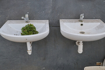 Two vintage sinks with a green plant growing in one, showcasing a unique blend of nature and urban decay in an intriguing setting © Elizaveta