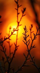 Obraz premium A close up of a tree branch with the sun setting in the background