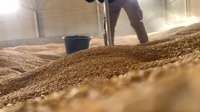 Grain warehouse with Probe tester on background plunges into wheat for quality analysis