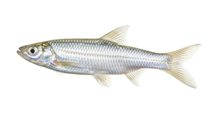 Silver cyprinid fish isolated PNG on transparent background, freshwater species with shiny scales for nature and wildlife designs