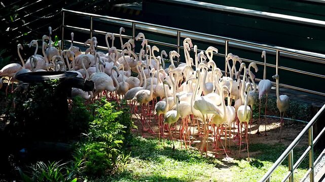 A dense flock of flamingos moves together in soft sunlight, their long necks and pale feathers creating a beautiful pattern of shapes and shadows in Bangkok