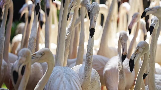 A dense flock of flamingos moves together in soft sunlight, their long necks and pale feathers creating a beautiful pattern of shapes and shadows in Bangkok