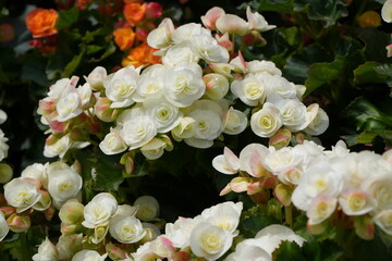 Elatior begonia