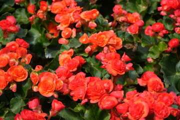 Fototapeta premium Elatior begonia