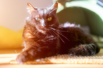 Black cat lounging in a warm peaceful setting