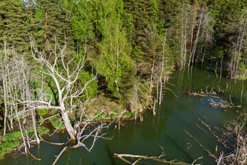 Obraz premium Aerial view capturing a serene, emerald pond edged by lush spring forest and a prominent skeletal dead tree emerging from the dark water