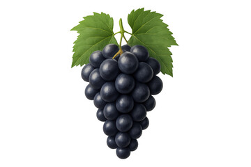 Obraz premium Black grapes bunch with vibrant green leaves, showcasing fresh, ripe fruit and healthy eating. Transparent background