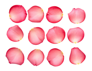Isolated close-up image of a dozen pink rose petals, showing shape and texture