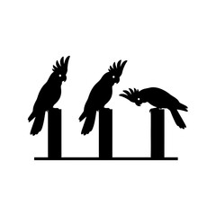 Two cockatoos silhouette drinking from same minimal bowl