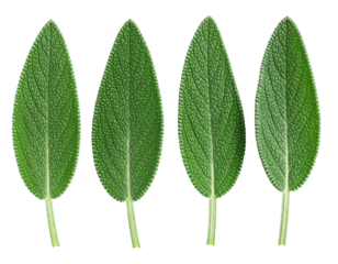 Four vibrant green sage leaves, individually isolated against a stark black background