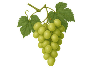 Obraz premium Green grapes bunch hanging from a vine with leaves, a fresh and healthy fruit drawing with transparent background