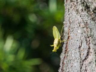 初冬の森　カマキリの謎ポーズ01