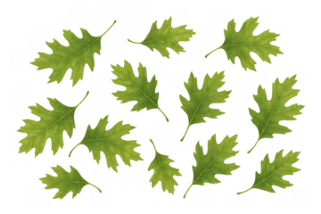 Green oak leaves creating a fresh botanical pattern, symbolizing nature, growth, and vibrant springtime on a transparent background
