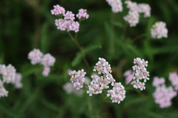 Close-up of white yarrow flowers in the meadow. Achillea millefolium wildflower in Italy