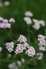 Close-up of white yarrow flowers in the meadow. Achillea millefolium wildflower in Italy