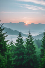 Fototapeta premium Misty mountain sunrise over a pine forest