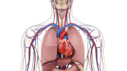 Human torso anatomy with lungs and heart isolated PNG, detailed medical visualization of the respiratory and circulatory systems on transparent background