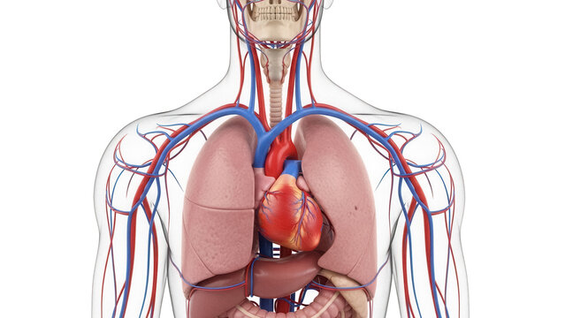 Human torso anatomy with lungs and heart isolated PNG, detailed medical visualization of the respiratory and circulatory systems on transparent background