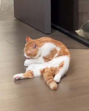 cat and mouse