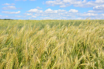 Fototapeta premium a close up of Golden Wheat Field Under a Blue Summer Sky