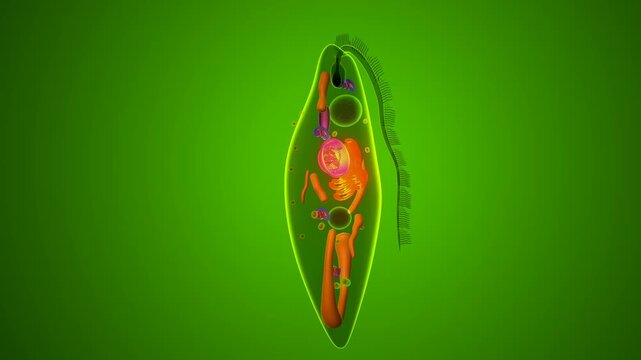 Euglena algae anatomy. 3d illustrations