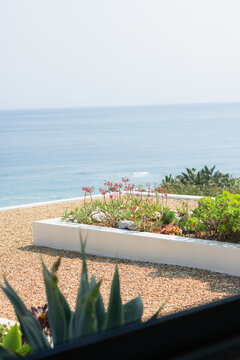 White planter box resting on gravel roof with succulents blooming red flowers overlooking calm sea