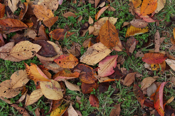 Obraz premium Close up of colorful fallen leaves with insect holes on the grass in autumn. Pile of dead leaves background. 