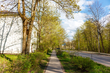 Lush green springtime walk down a suburban sidewalk lined with bright trees and old building facade shadows a peaceful outdoor scene