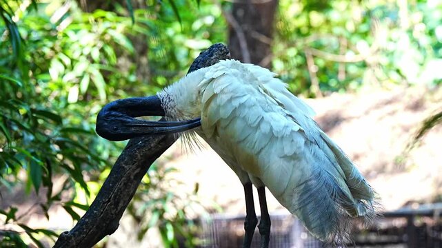 A black-headed ibis (Threskiornis melanocephalus) perches on a branch, its white plumage glowing against the lush green backdrop in a zoo in Bangkok