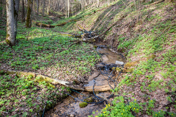 Shallow spring creek winding through a lush, green forest ravine with black cables tangled in the shallow water and debris
