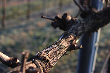 Fototapeta premium Close-up of Pinot Vineyard branch on winter season covered by frost in the italian countryside on winter season. Vitis vinifera