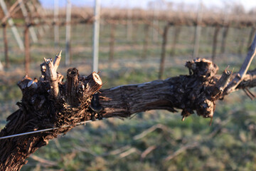 Close-up of Pinot Vineyard branch on winter season covered by frost in the italian countryside on winter season. Vitis vinifera