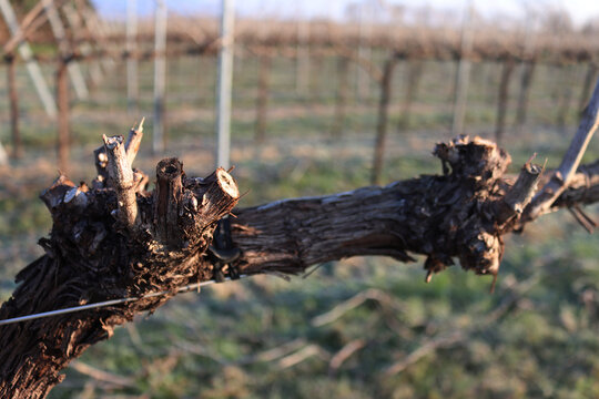 Close-up of Pinot Vineyard branch on winter season covered by frost in the italian countryside on winter season. Vitis vinifera - Powered by Adobe