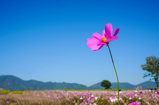 The pink flower rises against a clear blue sky and distant hills. The flower has pink and white petals and yellow pollen. The background is a field of blossoms that stretches toward the horizon.