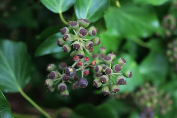 Close-up of Common Ivy with unripe green berries on branches. Hedera helix