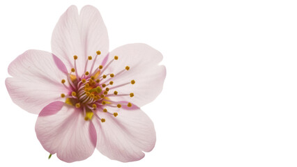 Naklejka premium Delicate pink cherry blossom isolated PNG on transparent background, spring flower with yellow stamens for design and decoration