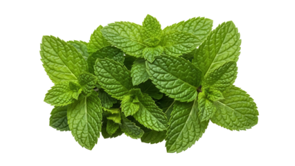 Fresh green mint leaves isolated PNG, aromatic herb for culinary use and herbal medicine on transparent background