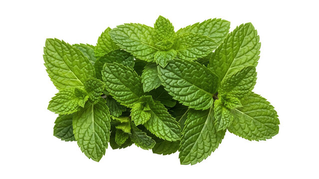 Fresh green mint leaves isolated PNG, aromatic herb for culinary use and herbal medicine on transparent background