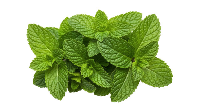 Fresh green mint leaves isolated PNG, aromatic herb for culinary use and herbal medicine on transparent background