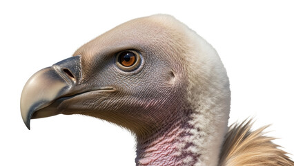 Griffon vulture head PNG isolated on transparent background, majestic bird of prey with detailed feathers and sharp beak, wildlife
