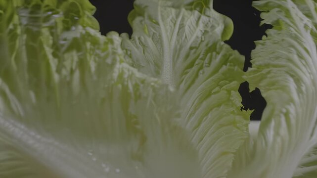 Extreme close-up of wet green lettuce leaves