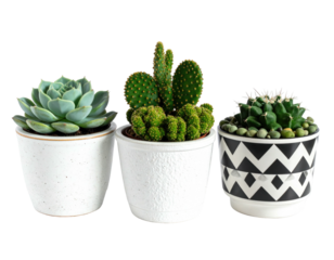 Three small potted succulents against a black background. Each pot has a different texture