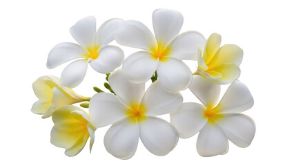Elegant plumeria flowers PNG isolated on transparent background, tropical blossoms with yellow centers for spa and wedding designs