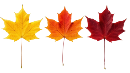 Three colorful maple leaves PNG isolated on transparent background, autumn foliage in yellow orange and red for seasonal design